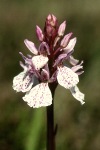 Heath spotted orchid