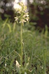 Greater butterfly orchid