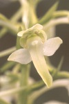 Greater butterfly orchid close-up