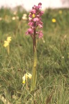 Green-winged orchid