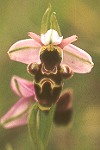 Bee orchid close-up #1