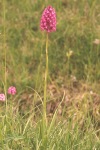 Pyramidal orchid