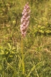 Fragrant orchid