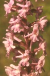 Fragrant orchid close-up