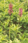 Early purple orchid