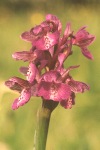 Green-winged orchid close-up