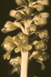 Bird’s nest orchid close-up
