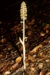 Bird’s nest orchid