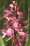Early purple orchid close-up