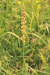 Man orchid