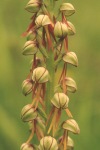 Man orchid close-up