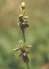 Fly orchid close-up