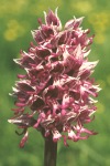 Monkey orchid flower head