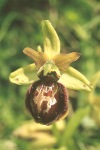 Early spider orchid close-up