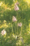 Common spotted orchid