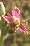 Bee orchid close-up #3