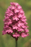 Pyramidal orchid close-up