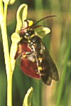 Fly orchid with wasp