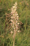 Lizard orchid