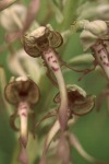 Lizard orchid close-up