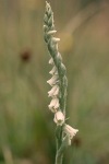 Autumn lady’s tresses close-up