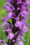 Southern marsh orchid close-up