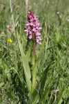 Early marsh orchid